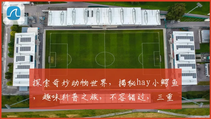 探索奇妙动物世界，揭秘hay小鳄鱼，趣味科普之旅，不容错过，三重惊喜等着你